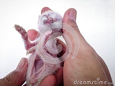 Holding A Skinny White Baby Cat Does Not Get Enough Milk From Mother Stock Photo