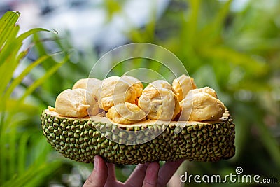 Holding up a cut open cempedak jackfruit up with plants in the background Stock Photo