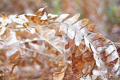 Holding a withered branch of leaves in his hand close up Stock Photo