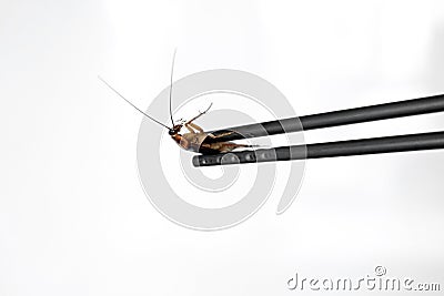 Holds a cockroach with Chinese chopsticks. Insects as food. Exotic weird food concept Stock Photo