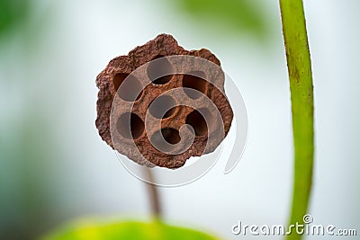 Hole of dried lotus seed for medical image test Trypophobia phobia. Stock Photo