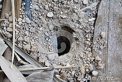 Hole on the ground from small animal dig it. Stock Photo