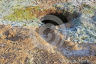 A hole that has been dug in the earth by a rabbit. Stock Photo