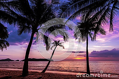 Holiday background made of palm trees silhouettes at sunset Stock Photo