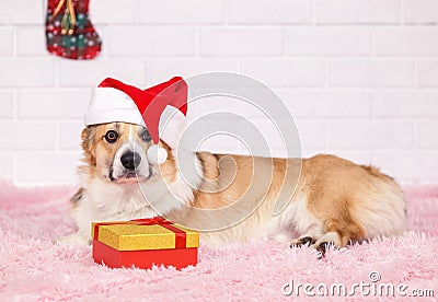 Holiday card with beautiful redhead puppy dog Corgi in Christmas red cap with gift box lying on pink fluffy plaid Stock Photo