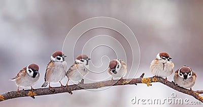 card with many little funny birds sparrows sitting in Sunny garden on a branch in the spring Stock Photo