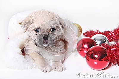 Holiday Puppy Stock Photo