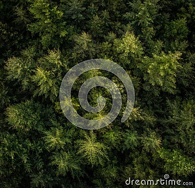 Aerial view of trees in a forest. Stock Photo