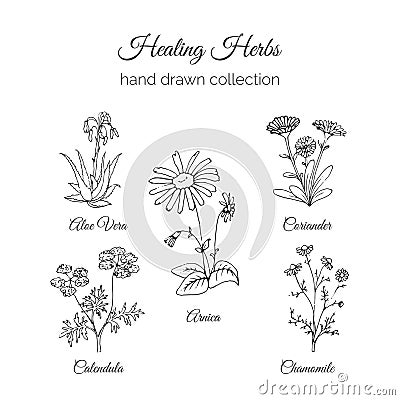 Holistic Medicine. Healing Herbs Illustration. Aloe vera, Arnica, Calendula, Chamomile and Coriande. Vector Ayurvedic Vector Illustration
