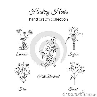 Holistic Medicine. Healing Herbs Illustration. Echinacea, Flax, Field Bindweed, Saffron and Fennel. Vector Ayurvedic Vector Illustration