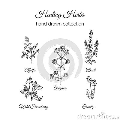 Holistic Medicine. Healing Herbs Illustration. Handdrawn Alfalfa, Oregano, Basil, Cowslip and Wild Strawberry. Health Vector Illustration