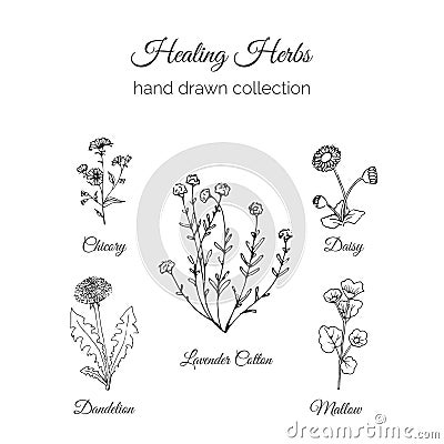 Holistic Medicine. Healing Herbs Illustration. Handdrawn Handdrawn Chicory, Dandelion, Lavender Cotton, Mallow and Daisy Vector Illustration