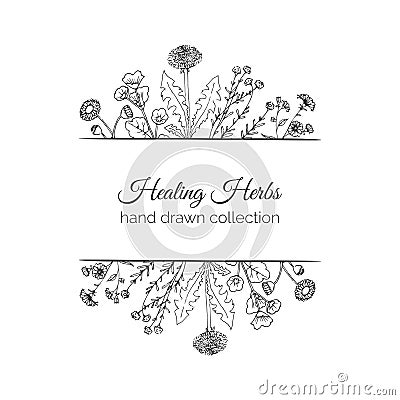 Holistic Medicine. Healing Herbs Illustration. Vector Illustration