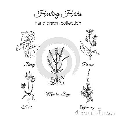 Holistic Medicine. Healing Herbs Illustration. Handdrawn Meadow Sage, Agrimony, Borage, Pansy and Teasel. Health and Vector Illustration