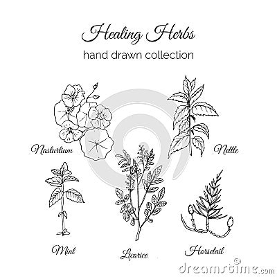 Holistic Medicine. Healing Herbs Illustration. Handdrawn Nasturtium, Nettle, Mint, Licorice and Horsetail. Health and Vector Illustration