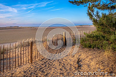 From the Pine Woods to the Sea Stock Photo
