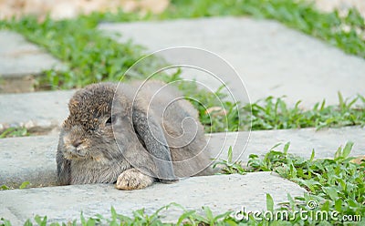 Holland Lop rabbits sitting in the park. which is the very adorable breed of rabbit. Stock Photo