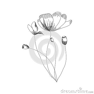 Holland tulips on a white background. Vector. Hand drawn artwork. Love concept for wedding invitations, cards, tickets, Stock Photo