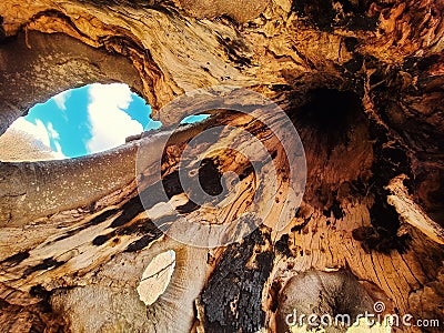 Tree cave Stock Photo