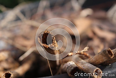 Hollow Branches Close-up Background Stock Photo