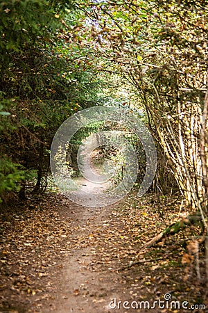 Hollow forest path overgrown with trees Stock Photo