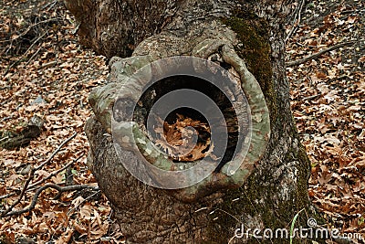 Hollow of plane tree with leaves in Autumn Stock Photo
