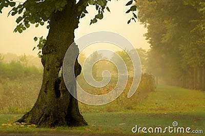 Hollow tree Stock Photo