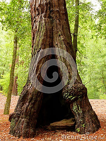 Hollow tree Stock Photo