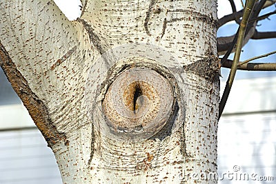 Hollow in the tree, in the form of female genitals Stock Photo