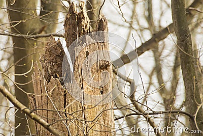 Hollow Tree with Hidden Great Horned Owl Stock Photo