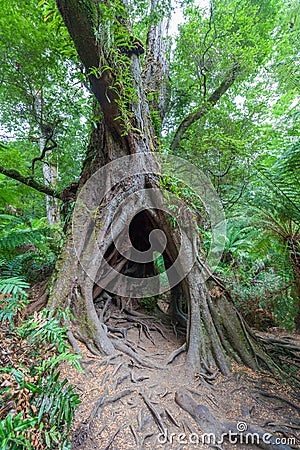 Hollow tree with intricate roots Stock Photo