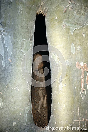 Hollow tree trunk Stock Photo