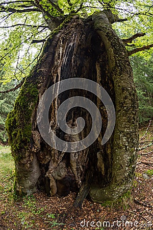 Hollow tree trunk in a forest Stock Photo