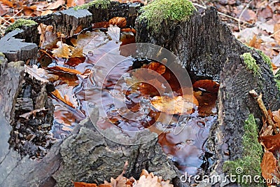 Hollowed Tree stump with beautiful Rainwater Stock Photo