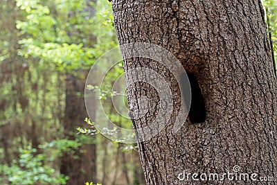 Hollowed Tree Trunk in the Forest Stock Photo