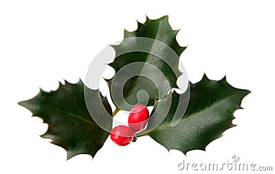 Holly Stock Photo