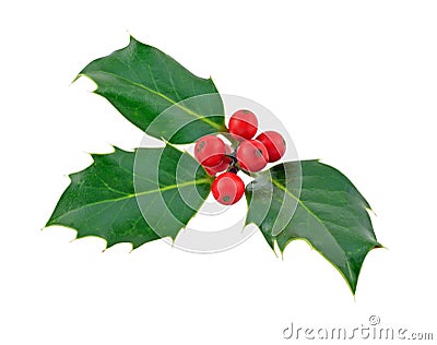 Holly Stock Photo