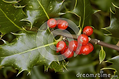 Holly Berries - Ilex aquifolium Stock Photo