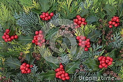 Holly Berry and Cedar Cypress Fir Background Stock Photo