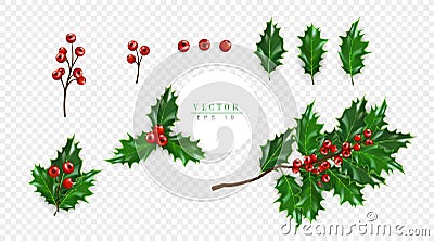 Holly berry set, symbol of Christmas isolated on transparent background, can be used for decoration of greeting cards Vector Illustration