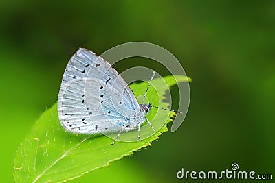 Holly Blue Butterfly - Celastrina argiolus resting on a nettle leaf Stock Photo