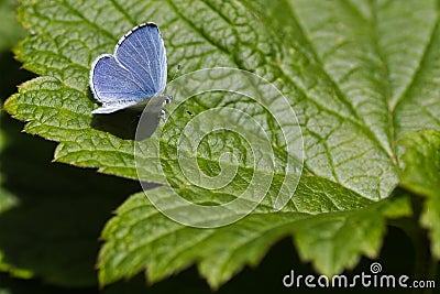 Holly Blue butterfly on green leaf Stock Photo