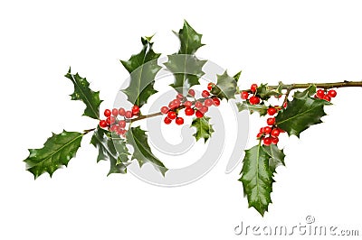 Holly bough with berries Stock Photo