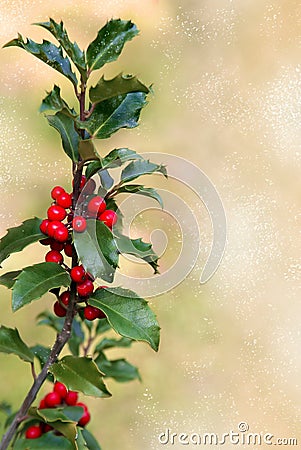 Holly Branch Stock Photo