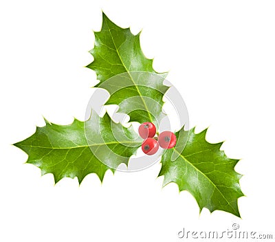 Holly branch with berries Stock Photo