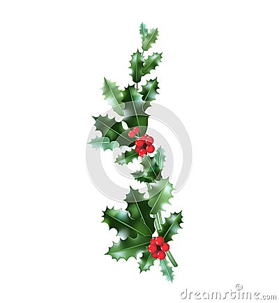 Holly branch and berry Vector Illustration