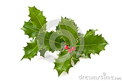 Holly branch Stock Photo