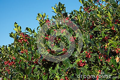 Holly bush hedge with red berries against blue sky background Stock Photo