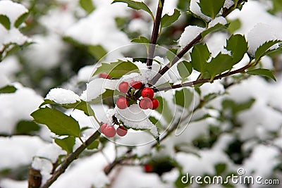 Holly Bush with snow Stock Photo