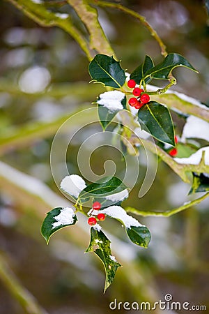 Holly bush with snow in winter Stock Photo